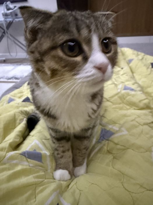 Кошка вислоухая бесплатно