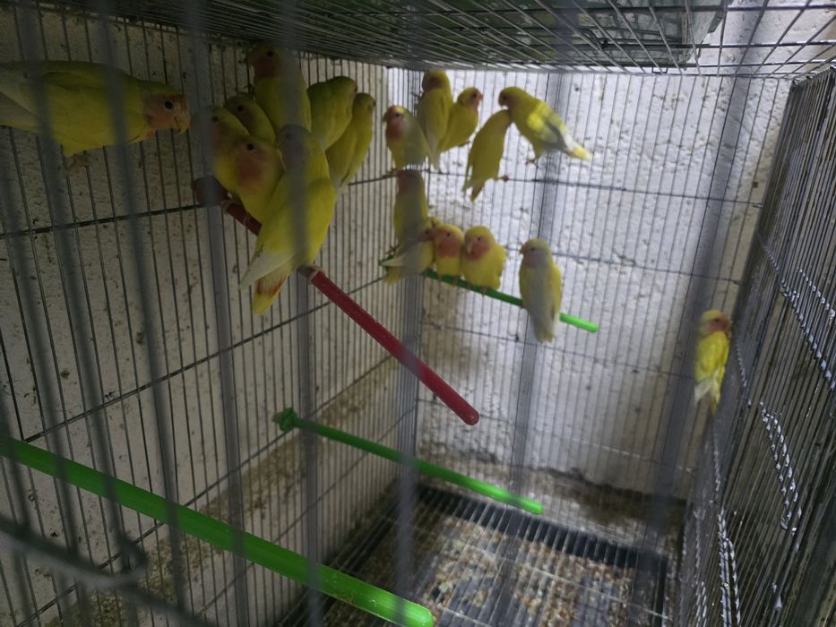 Неразлучники маскывые