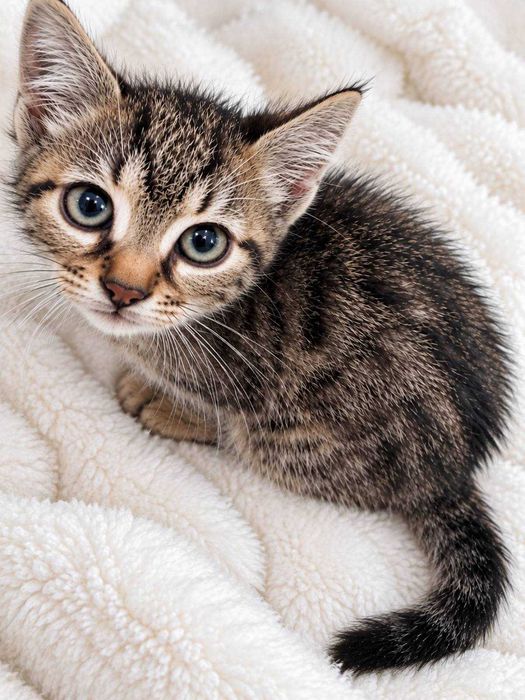Коте Амели търси своя дом