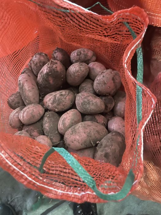 Картофель красный опт