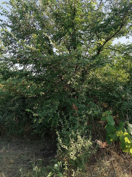 Косене  и Поддръжка на Тревни Площи