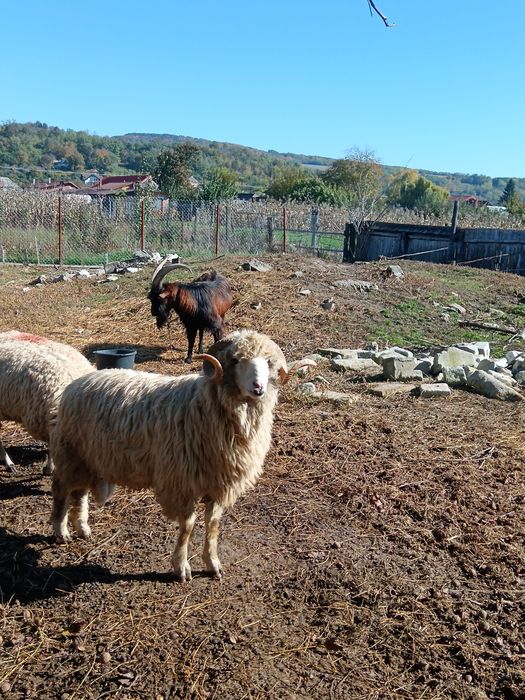 Berbec rasă. Pentru cei care doresc.