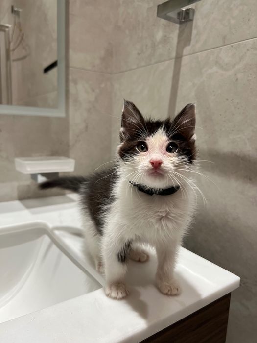 Отдаем кота в добрые руки