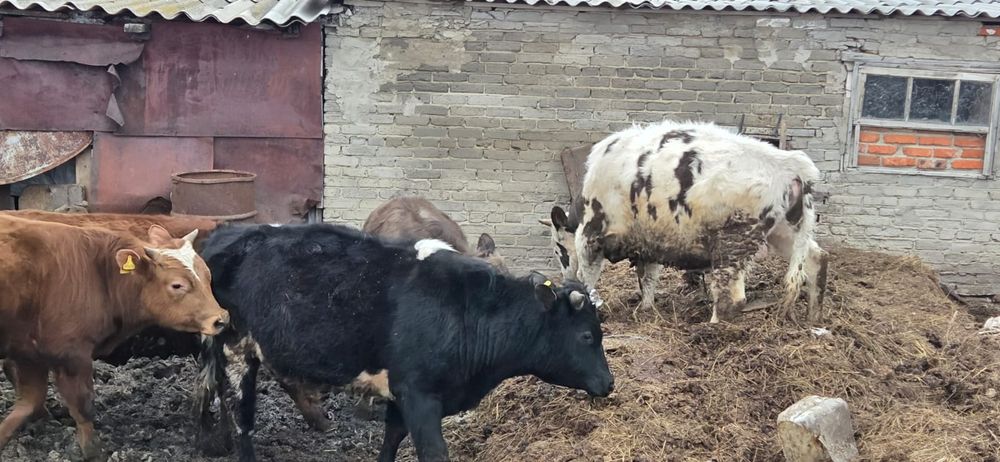 Продам.   быков .