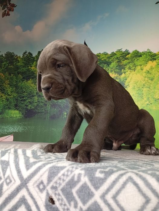Кане Корсо cane Corso Italiano