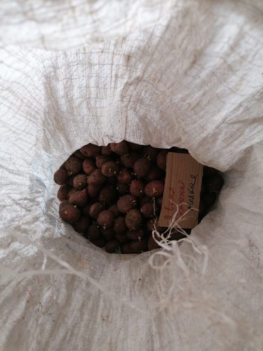 Продам семена картофель