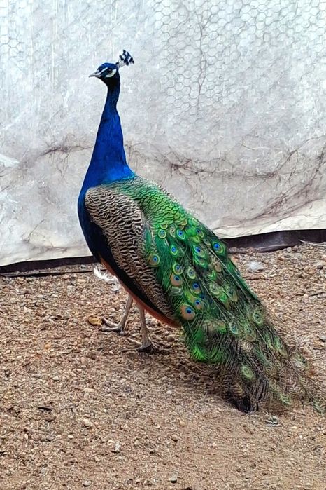 Mascul paun standard  !