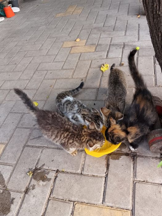 Котята бесплатно