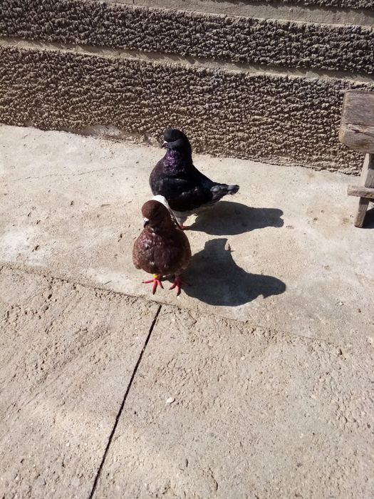 Porumbei King 2 perechi