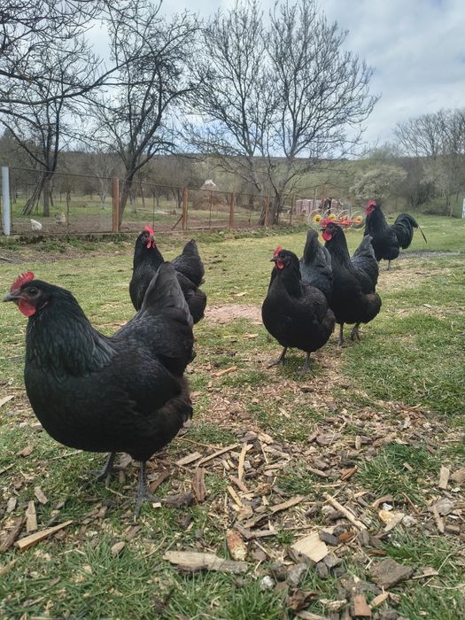 Pui Australorp și ouă pentru incubat