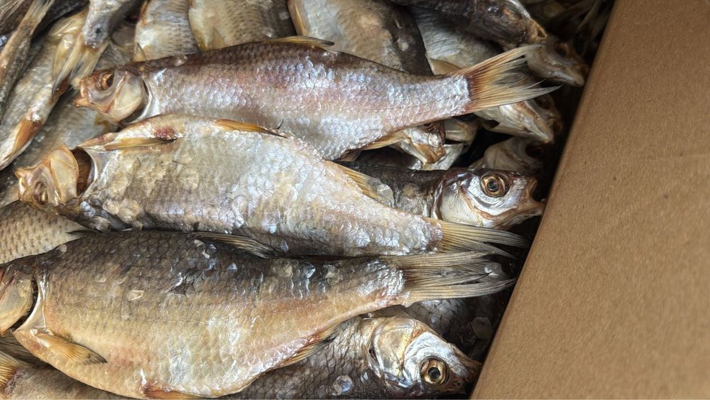 рыба.    вобла.