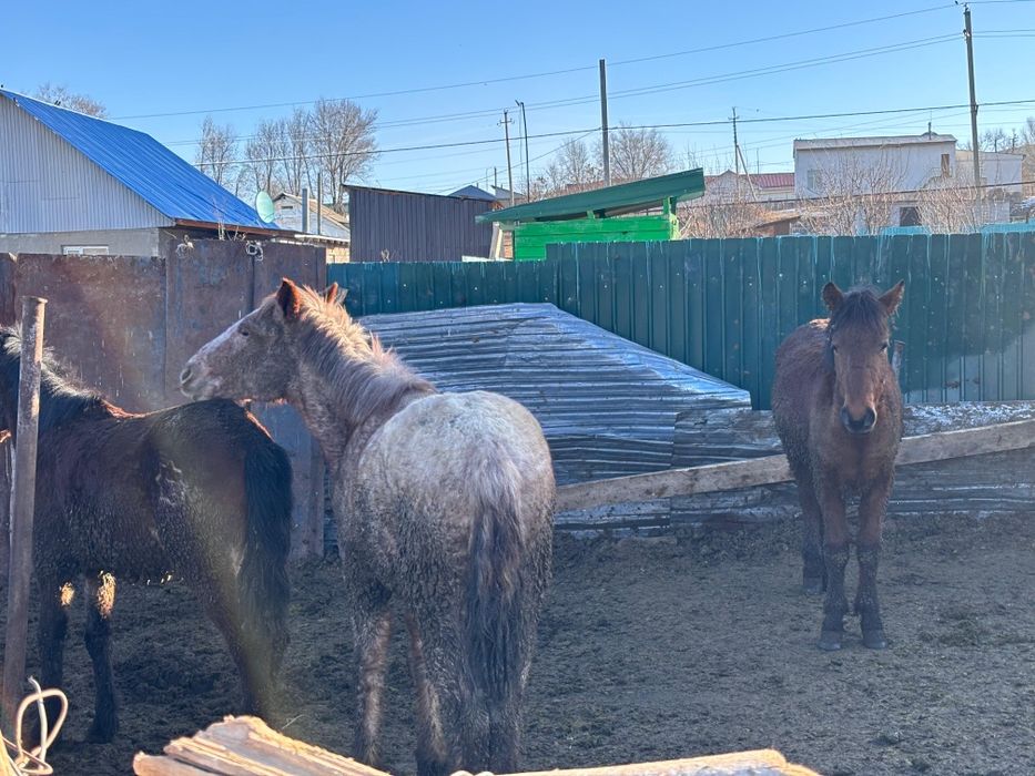 Тайлар сатылады. Семіз.
