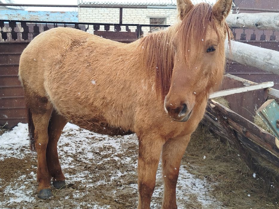 Кобыла 4 летка жеребая