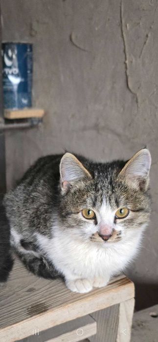 Нашар пышык баласы бийпул бериледи