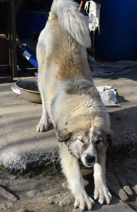 Ciobanesc Asia Centrală (Alabai) de 6 luni ,din părinți campioni