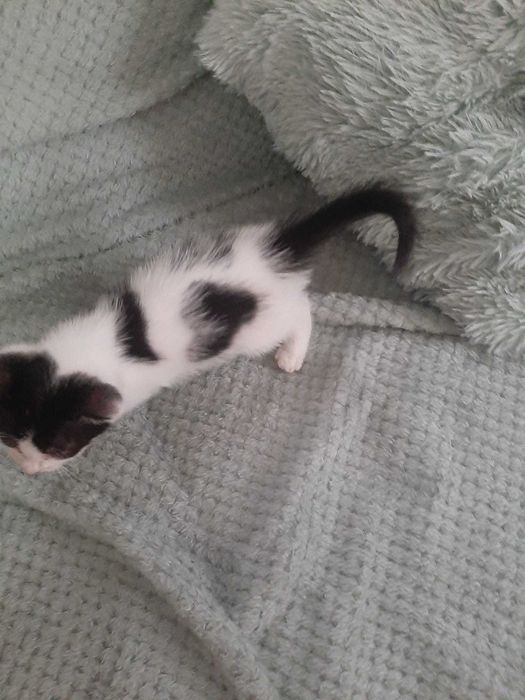 Pui pisică pentru adopție