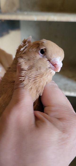 Голуби голубь...