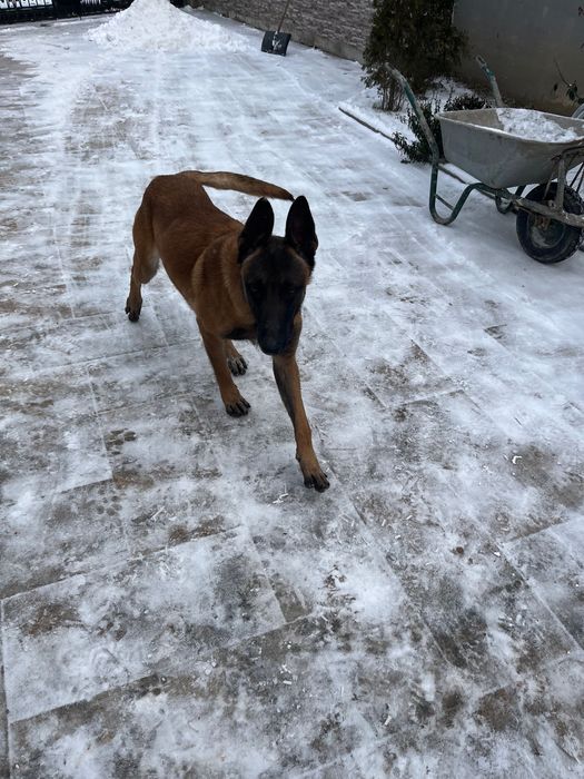 Ciobănesc belgian malinois