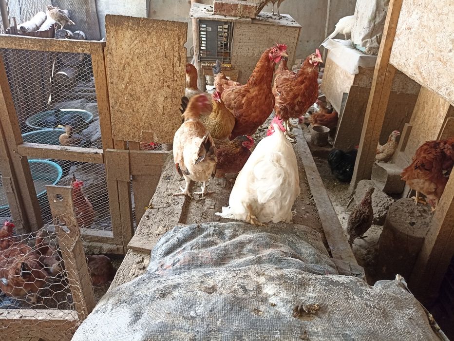 Vînd găinușe Pitice la 45  lei bucata .