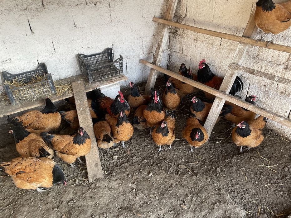 Vand oua de incubat Vorwerk