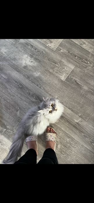 Отдам кошку в добрые руки