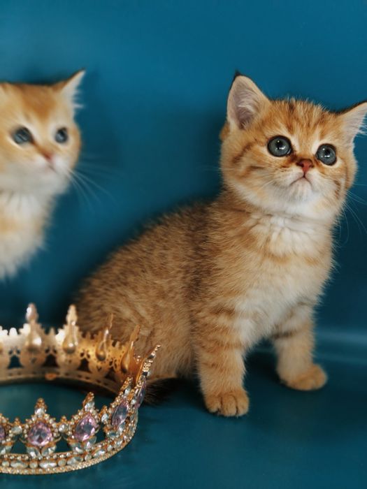 Котята Шиншиллы золотые