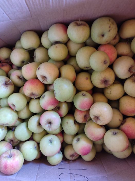 Продам яблоки заря Алатау,кандиль