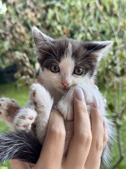 котята ,отдадим в хорошие руки