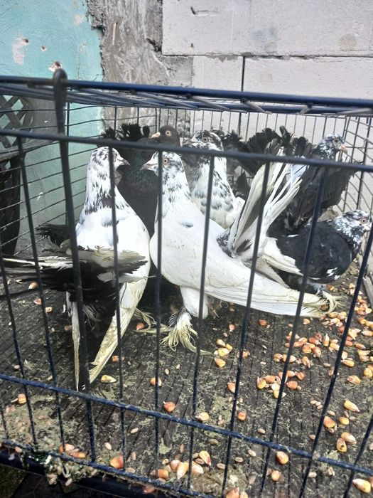 Roleri de Cluj de vinzare