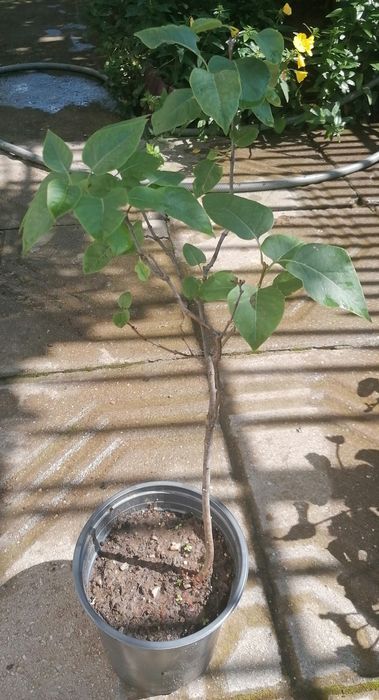 Люляк, стайна юка, трилистник, годжи бери