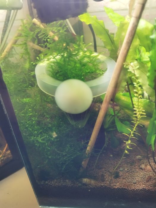 Аквариумные растения