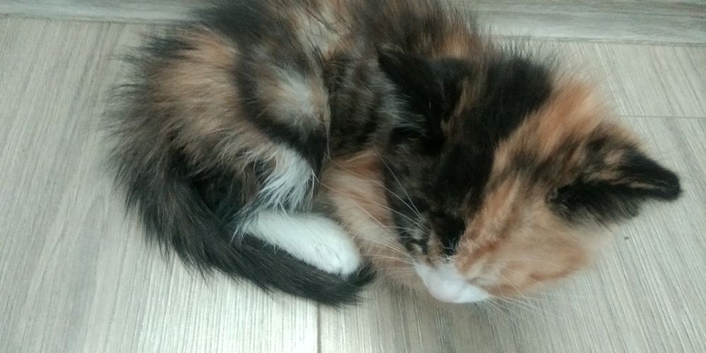 kichkina mushukcha