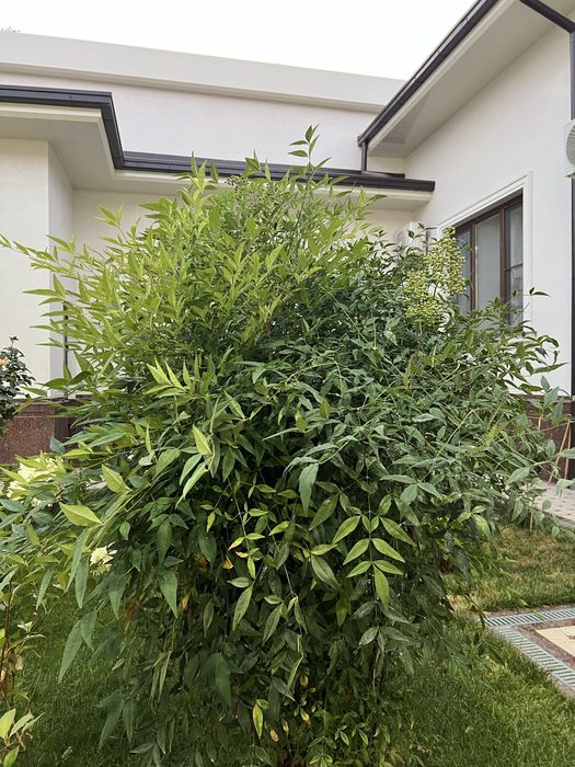 Продаю красивую Нандину,пышное растение с изящными удлиненными листьям