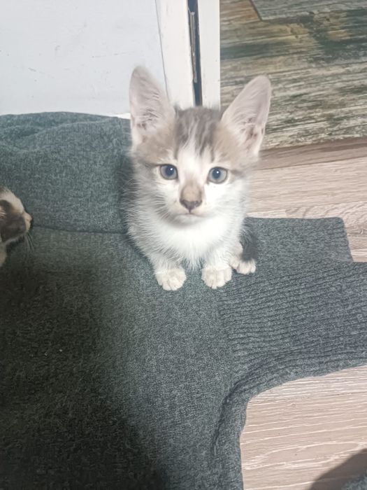 Отдам котят бесплатно