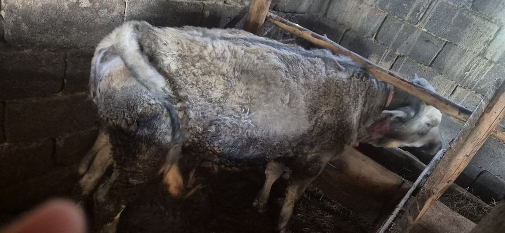 Бузау сатамын жемде турган