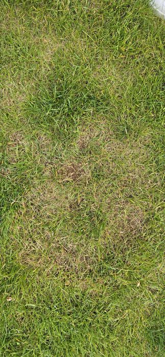 Peisagistica: tuns iarba, sisteme de irigat, intretinere gazon.