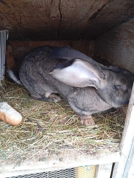 Vând  pereche de iepuri uriaș german