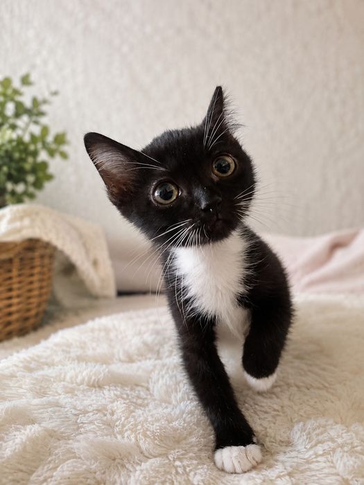 Котик в хорошие руки