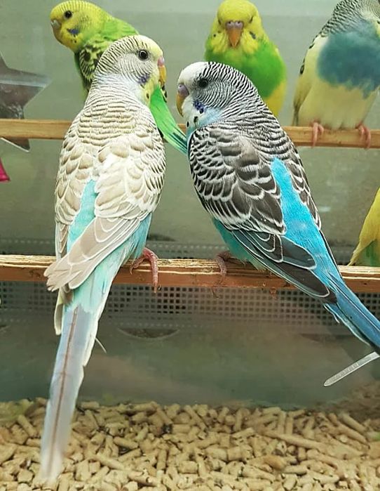Волнистые Попугай