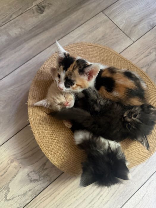 Котята в хорошие руки
