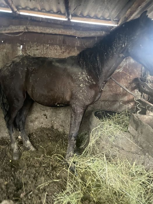 Жылкы согым кунандар семіз ат бие