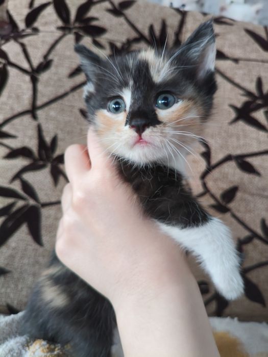 Отдам котят в добрые руки
