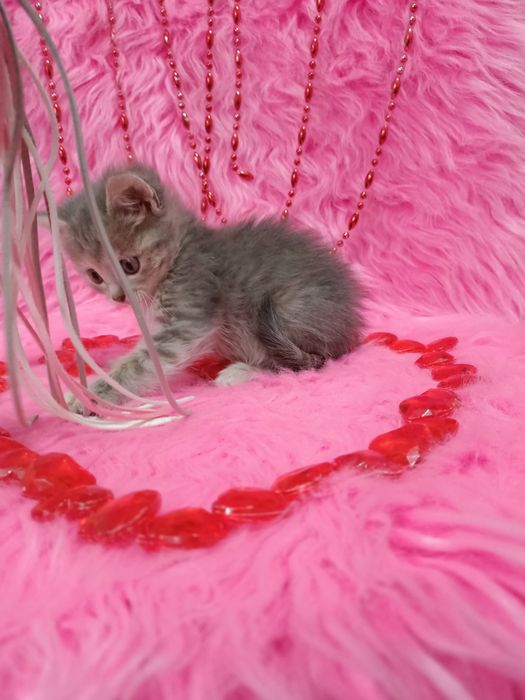 Продам шотландских девочек