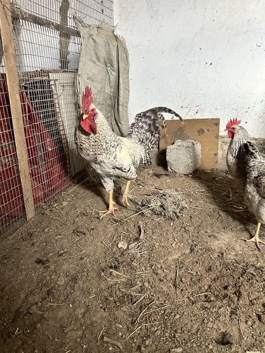 Борковсая барвиста