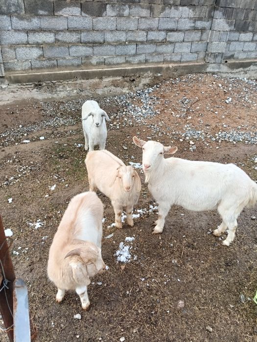 Срочна асыл тукымды ешкилер