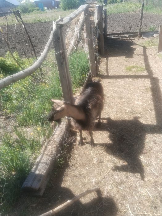 Продам дойную козу