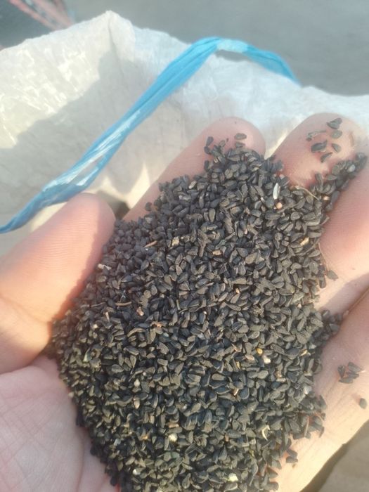 Mahalliy zomin qora sedana urugʻlari