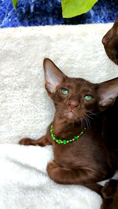 ОРИЕНТАЛЫ, орики , орики - Детки