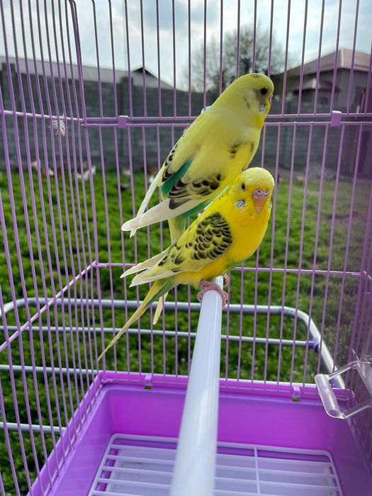 Продам пара попугай с клеткой