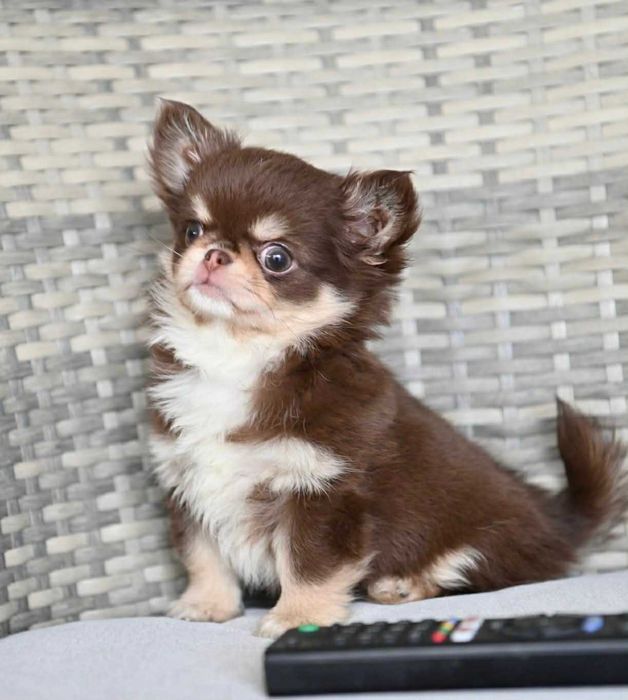 Мъжко миниатюрно дългокосместо чихуахуа шоколадов тен